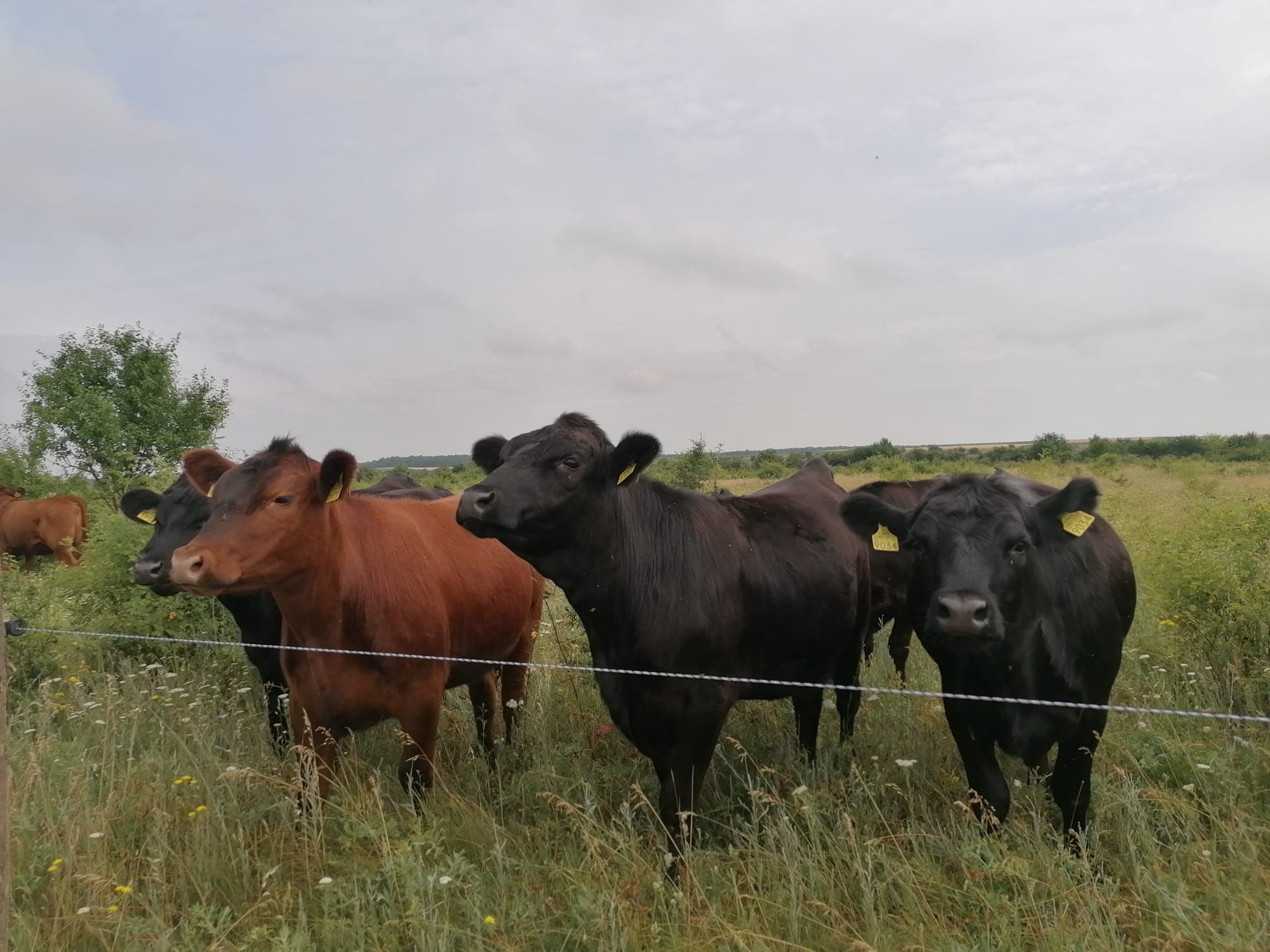 Ferma Beefriendly - Vaci crescute extensiv pe pășune